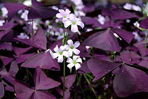 Oxalis, Sauerklee Triangularis - 5 Blumenzwiebeln von GardenSeedsMarket