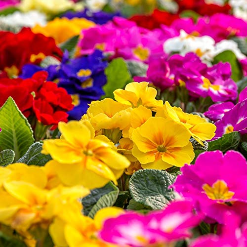 Primel, englische Primrose mischen Samen - Primula acaulis von GardenSeedsMarket