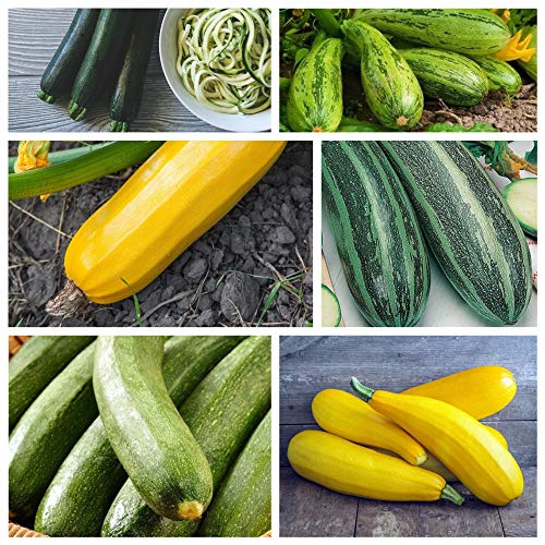 Zucchini, Zucchini - Samen von 6 Sorten von Gemüsepflanzen - von GardenSeedsMarket