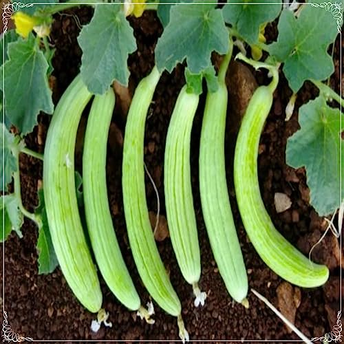 500 Samen Super Armenian Yard Long Gurkensamen, Schlangengemüse, Punjabi Teer, Natürlich, Heirloom von Gardener Seed