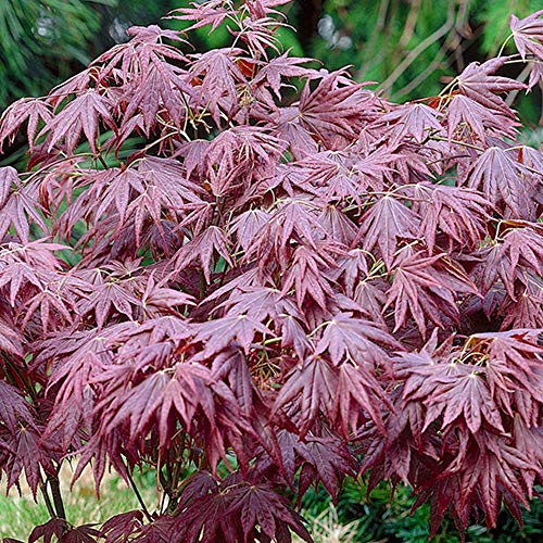 1 X ACER 'ATROPURPUREUM' LILANER JAPANISCHER AHORNBAUM STRAUCH GARTENPFLANZE IM TOPF von GardenersDream