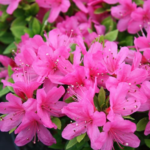 1 X AZALEA 'GEISHA PINK' JAPANISCHER IMMERGRÜNER STRAUCH ROBUSTE PFLANZE IM TOPF von GardenersDream