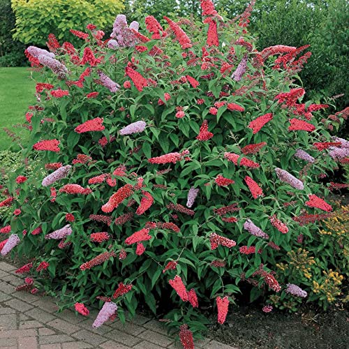 Gardeners Dream Buddleja Davidii 'Royal Red' (25-35 cm inkl. Topf) - Schmetterlingsflieder Winterhart - Winterharte Pflanzen für Garten - Winterharte Balkonpflanzen - Winterharte Kübelpflanzen Gardeners Dream Buddleja Davidii 'Royal Red' (25-35 cm inkl. Topf) - Schmetterlingsflieder Winterhart - Winterharte Pflanzen für Garten - Winterharte Balkonpflanzen - Winterharte Kübelpflanzen von GardenersDream