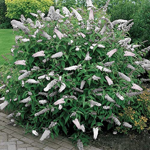 1 X BUDDLEIA DAVIDII WEISS PROFUSION SCHMETTERLINGSFLIEDER LAUBSTRAUCH GARTENPFLANZE IM TOPF von GardenersDream