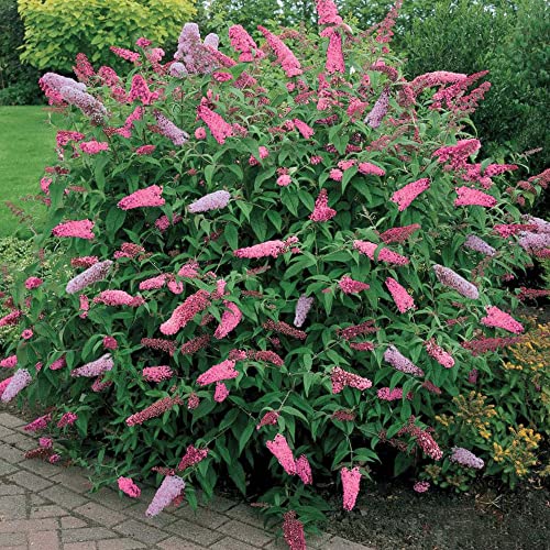 1 X BUDDLEIA PINK DELIGHT IM 17CM TOPF | SCHMETTERLINGSFLIEDER LAUBSTRAUCH GARTENPFLANZE von GardenersDream