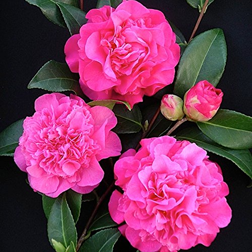 1 X CAMELLIA WILLIAMSII 'DEBBIE' BUSCHIGER IMMERGRÜNER STRAUCH ROBUSTE PFLANZE IM TOPF von GardenersDream