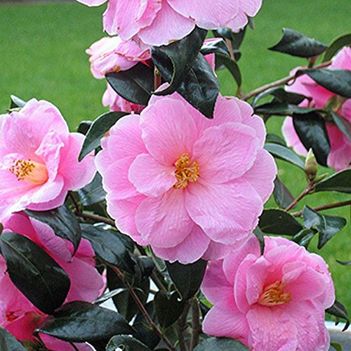 1 X CAMELLIA WILLIAMSII 'DONATION' BUSCHIGER IMMERGRÜNER STRAUCH ROBUSTE PFLANZE IM TOPF von GardenersDream