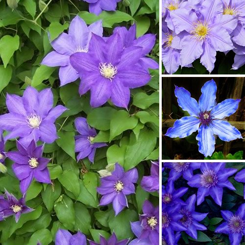 1 X CLEMATIS BLAUVIOLETT GEFÄRBT GROSSBLÜTIGE KLETTERPFLANZE HARDY IM TOPF von GardenersDream