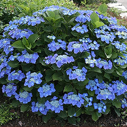 1 X HYDRANGEA MACROPHYLLA 'TELLER BLUE' LAUBABWERFENDER STRAUCH ROBUSTE PFLANZE IM TOPF von GardenersDream