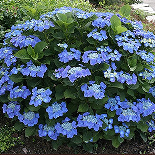 GardenersDream Hortensie Teller Blue - Intensiv Hortensien Blau Tellerhortensie - Schneeball Pflanze mit Lacecap-Blüten - Garten Blumen für Sauren Boden von GardenersDream