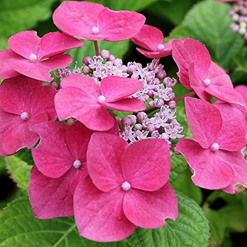 1 X HYDRANGEA MACROPHYLLA 'TELLER PINK' SOMMERGRÜNER STRAUCH WINTERHARTE PFLANZE IM TOPF von GardenersDream