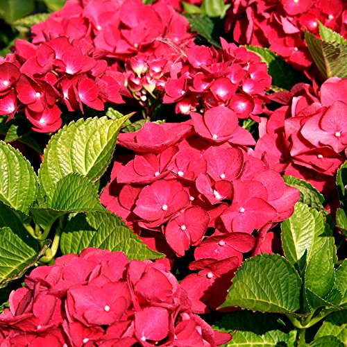 1 X HYDRANGEA MACROPHYLLA 'TELLER RED' LAUBABWERFENDER STRAUCH ROBUSTE PFLANZE IM TOPF von GardenersDream