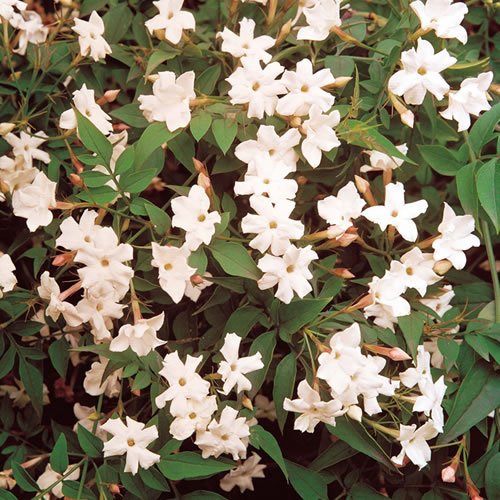 1 X JASMINUM 'OFFICINALE' GEWÖHNLICHE JASMIN LAUBABWERFENDE GARTENPFLANZE IM TOPF von GardenersDream
