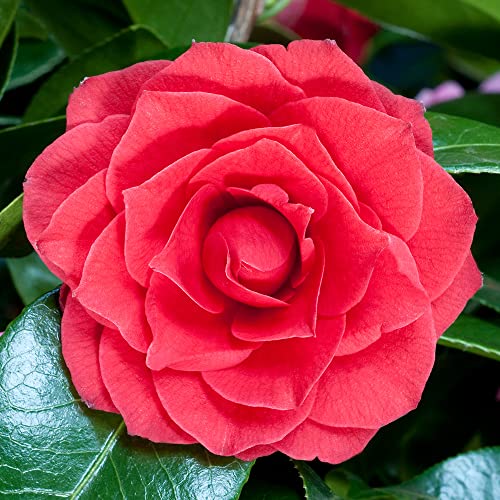 Gardeners Dream Camellia Japonica 'Black Tie' -Japanische Kamelie Winterhart & Immergrün - Winterharte Pflanzen für Garten, Kübel & Balkon - Sträucher Winterhart Blühend - Winterharte Kamelie von GardenersDream