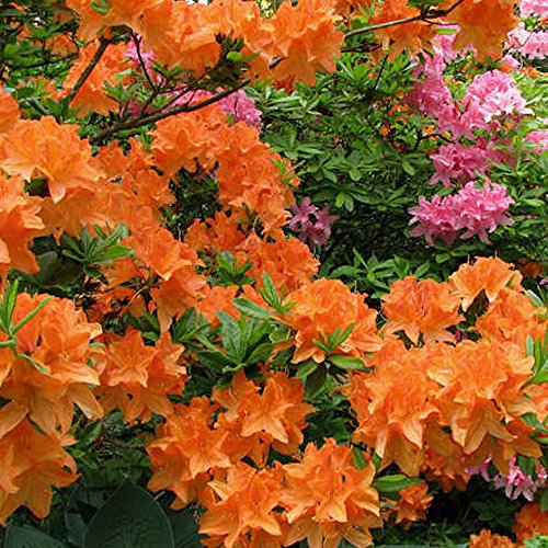 Gardeners Dream Orange Azalee (1 Stk.) - Japanische Rhododendron Pflanze - Immergrüne Azalee Winterhart - Mehrjährig Blühende Winterharte Pflanzen für Garten im Topf - Winterharte Kübelpflanzen von GardenersDream