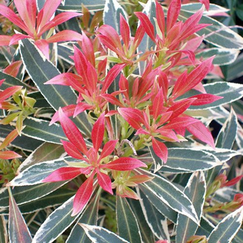 1 X PIERIS 'FLAMING SILVER' IMMERGRÜNER STRAUCH WINTERHARTE GARTENPFLANZE IM TOPF P9 von GardenersDream