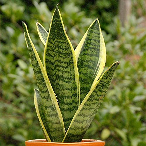 GardenersDream 1 X SANSEVERIA LAURENTII Bunte SCHLANGENPFLANZE GESUNDER Indoor-Strauch IM 9CM Topf von GardenersDream