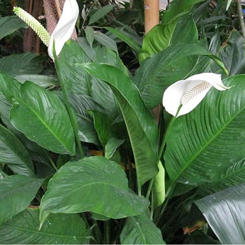 1 X SPATHIPHYLLUM 'FRIEDENSLILIE' DUNKELGRÜN ZIMMERPFLANZE GESUNDE PFLANZE IM TOPF von GardenersDream