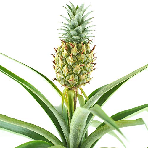 1 x Ananas comosus Amigo - Ananaspflanze | 35-45cm Zimmerpflanze im Topf als Geschenk von GardenersDream