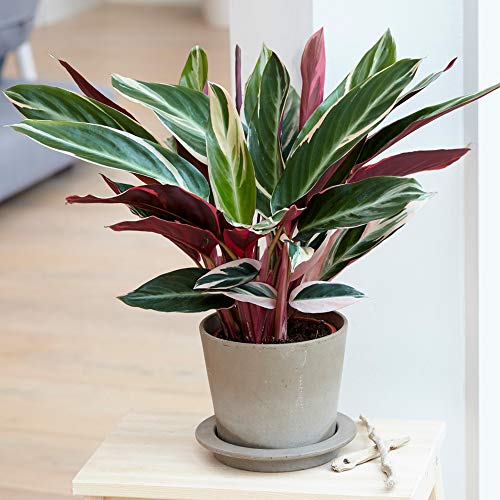 1 x Auffällige Calathea Triostar | 40-50 cm im Topf | Zimmerpflanze fürs Zuhause oder das Büro von GardenersDream