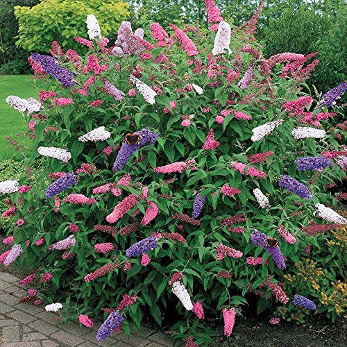 1 x Buddleia dreifarbiger Schmetterlingsstrauch gemischte Farben gesunde Gartenpflanze im Topf von GardenersDream
