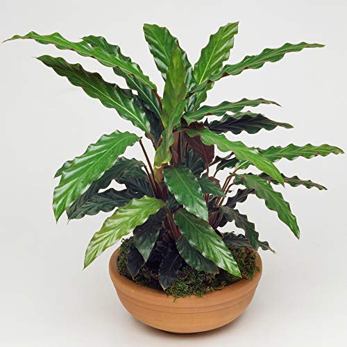 1 x Calathea Korbmarante Elger Grass Luftreinigende Zimmerpflanze 30-40 cm mit Topf von GardenersDream