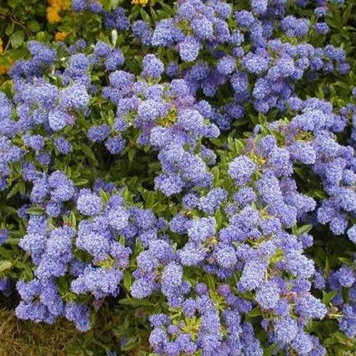 1 x Ceanothus 'Herbstblau' immergrüner Strauch winterharte Gartenpflanze im Topf von GardenersDream