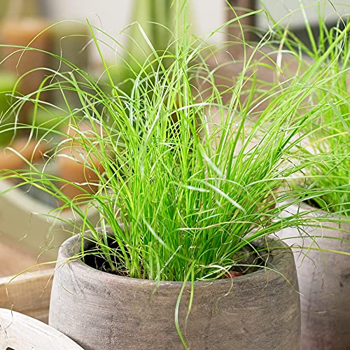 1 x Cyperus Zumula Katzengraß im Verkauf| Ideale getopfte Pflanze für Katzen von GardenersDream