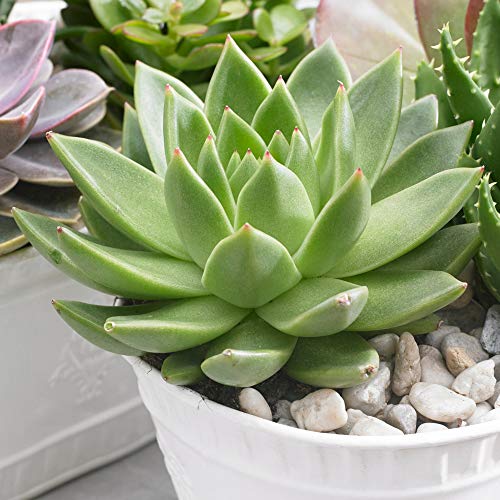 1 x Echeveria Miranda getopfte Pflanze für Zuhause oder das Büro 10-20cm mit Topf von GardenersDream