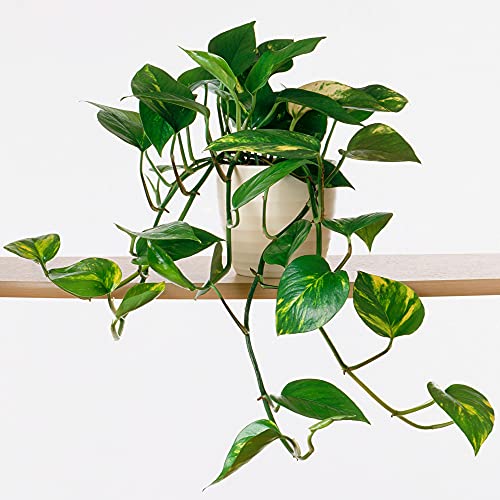 GardenersDream Hängepflanze im Hängekorb (Epipremnum Pinnatum Aureum) - Echte Pflanzen für Drinnen - Topf Zimmerpflanzen - Pothos Pflanze Hängend - Efeutute Zimmerpflanze Hängend - Indoor Plants von GardenersDream