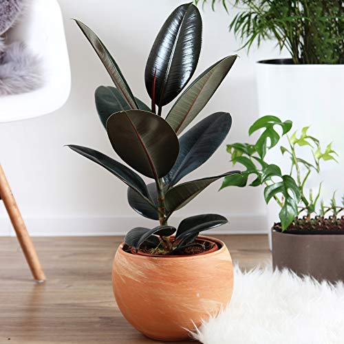 1 x Gummibaum Ficus Abidjan | Zimmerpflanzen Geschenk zu Kaufen | Perfekt fürs Zuhause oder das Büro Schwarz von GardenersDream
