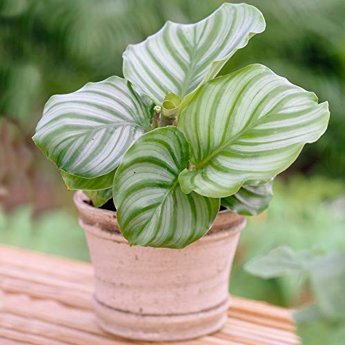 1 x Immergrüne Calathea Korbmarante | Zimmerpflanze Geschenk (30-40cm inkl. Topf) von GardenersDream