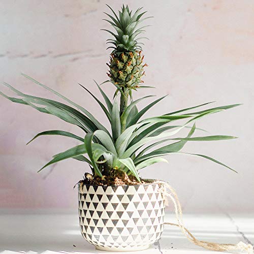 1 x Immergrüner Ananas comosus Amigo | Premium Qualität 35-45cm Ananas Topfpflanze von GardenersDream