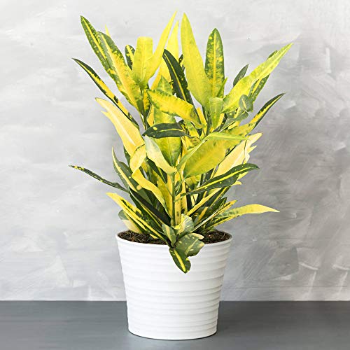 1 x Immergrüner Codiaeum Sunny Star | Bunte Blattschmuckpflanze 30-40 cm mit Topf von GardenersDream