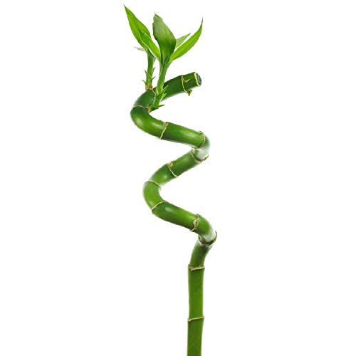 1 x Lucky Bamboo 50cm Spiralstiele Für innen Pflanze Topg Garten Fensterbank Schüssel von GardenersDream