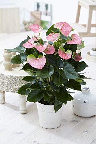 1 x Pink Flamingo Blume Anthurium lebende Pflanze in Keramik Topf für Zuhause/Büro von GardenersDream