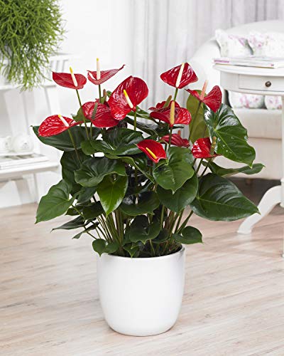 1 x Rote Spitzenblatt Anthurium dekorative lebende Pflanze im keramik Topf, für Zuhause/Büro von GardenersDream