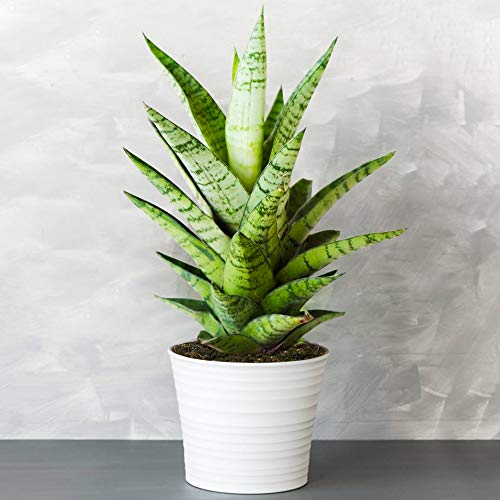 1 x Sansevieria Tough Lady - Schlangenpflanze | Ideal getopfte Pflanze für Zuhause oder das Büro von GardenersDream