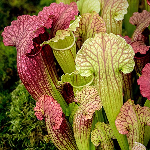 1 x Sarracenia Smoorii - Trompetenkrug-Pflanze | 20-30cm Indoor-Topf-Fliegenfalle von GardenersDream