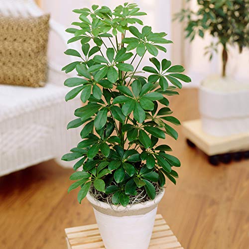 1 x Schefflera Nora - Zwerg-Schirm-Pflanze | Premium Kompakt-Zimmerpflanze zum Verkauf | 40-50cm mit Topf von GardenersDream