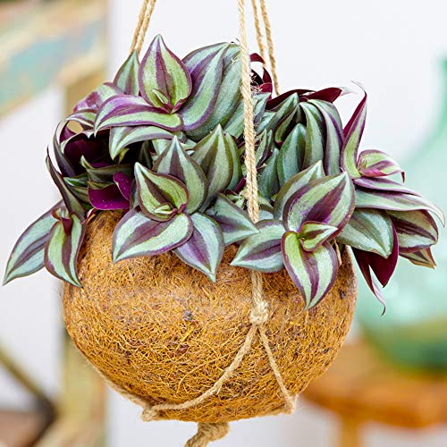 1 x Tradescantia Zebrina - Zoll-Pflanze | Immergrün 15-25cm Topfpflanze Zimmerpflanze von GardenersDream