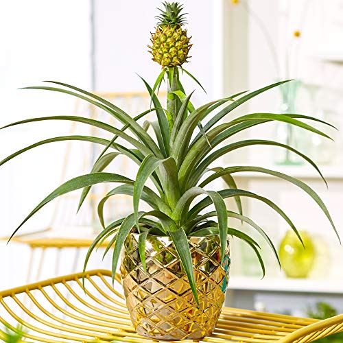 1 x Wunderschöner Ananas comosus Amigo | Immergrüne Ananaspflanze | 35-45cm Topf von GardenersDream