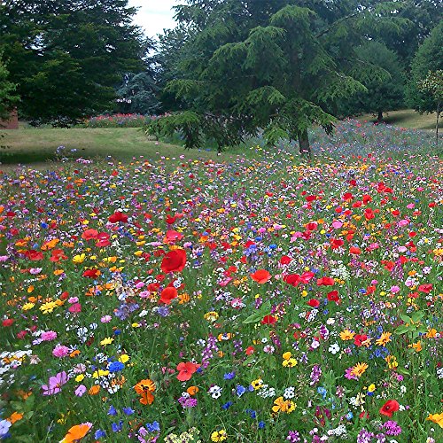 100% Wildblumensamenmischung für einjährige Wiesenpflanzen. Zieht Bienen und Schmetterlinge an. von GardenersDream