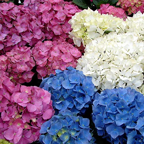 3 X MIXED HYDRANGEA MACROPHYLLA LAUBABWERFENDE ROBUSTE PFLANZE IM TOPF von GardenersDream