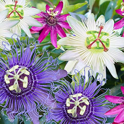 Winterharte Pflanzen für Garten, Balkon & Kübel - Blühende Schnellwachsende Kletterpflanzen Winterhart im Topf von GardenersDream