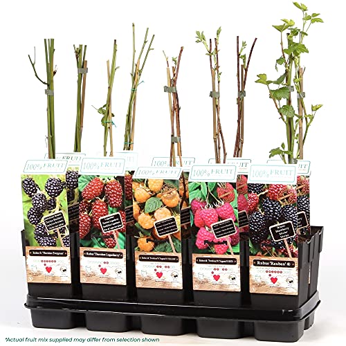 Gardeners Dream 3er Set Topf Obst Pflanzen - Garten Pflanzen & Balkon Obst Pflanzen Anbau - Johannisbeeren Pflanzen, Himbeeren Pflanzen, Trauben Pflanzen, Kiwi Pflanzen, Heidelbeeren Pflanzen usw. von GardenersDream