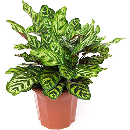 30-40cm Calathea Makoyana Korbmarante im Topf Auffällige Zimmerpflanze für den Innenbereich von GardenersDream