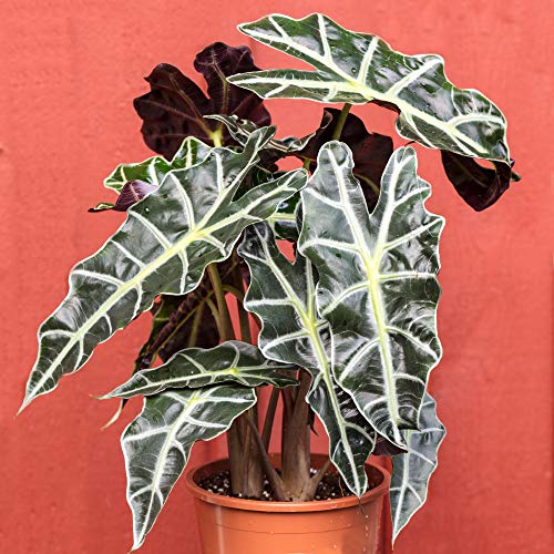 30-40cm berühmte getopfte innen Pflanze Alocasia Polly im Verkauf von GardenersDream