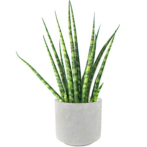 30-40cm getopfte sevieria Cylindrica afrikanische Spear für das Home Office, Pflanze im Verkauf von GardenersDream