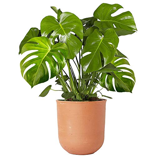 40-50cm Zimmerpflanze im Topf | Monstera Deliciosa Fensterblatt von GardenersDream